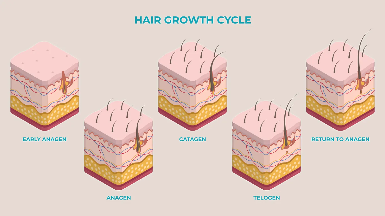 Hair Growth Cycle Explained